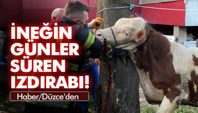 İNEĞİN GÜNLER SÜREN IZDIRABI! 