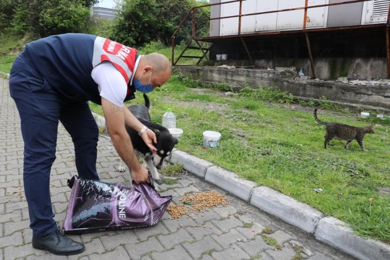 Kaplumbağaya jandarma şefkati - 1