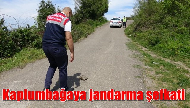 Kaplumbağaya jandarma şefkati