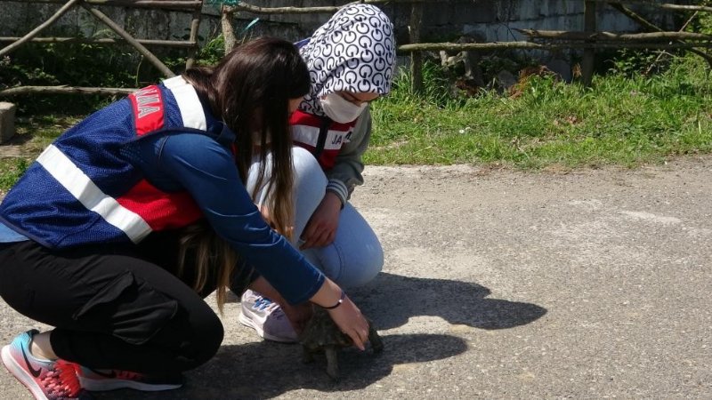 Kaplumbağaya jandarma şefkati - 3