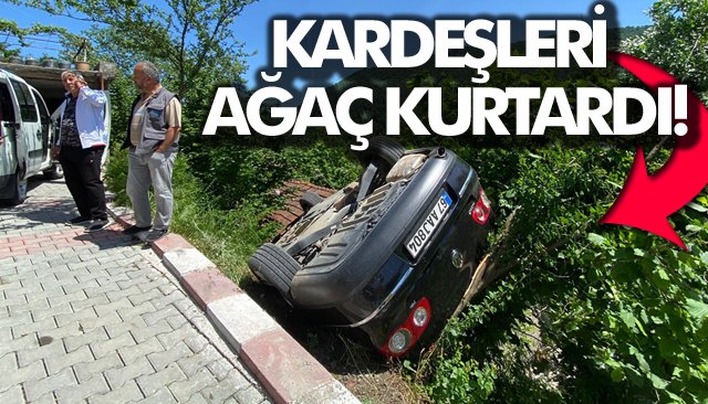 KARDEŞLERİ AĞAÇ KURTARDI!
