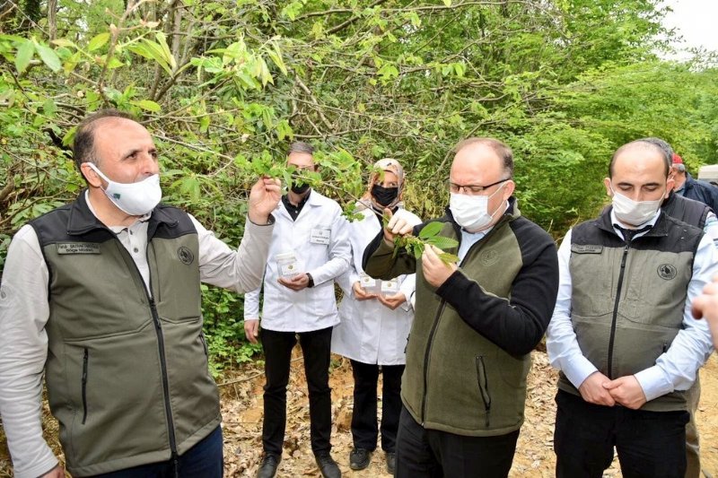 KESTANE DÜŞMANI GAL ARISINA KARŞI BİYOLOJİK MÜTTEFİK! - 2