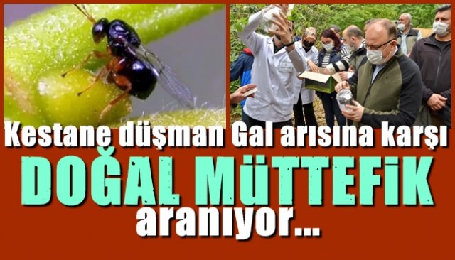 KESTANE DÜŞMANI GAL ARISINA KARŞI BİYOLOJİK MÜTTEFİK!