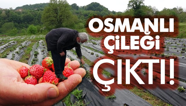 OSMANLI ÇİLEĞİ ÇIKTI!