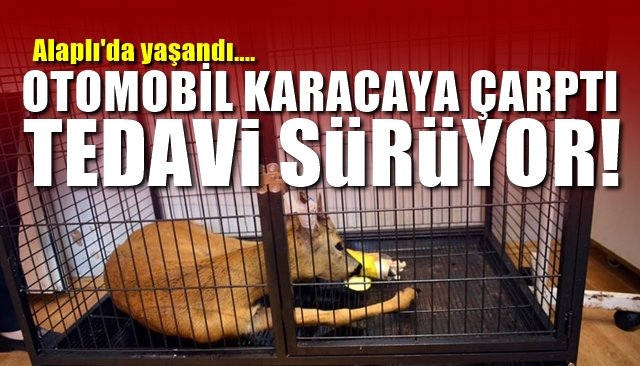 Otomobil karacaya çarptı, tedavi sürüyor