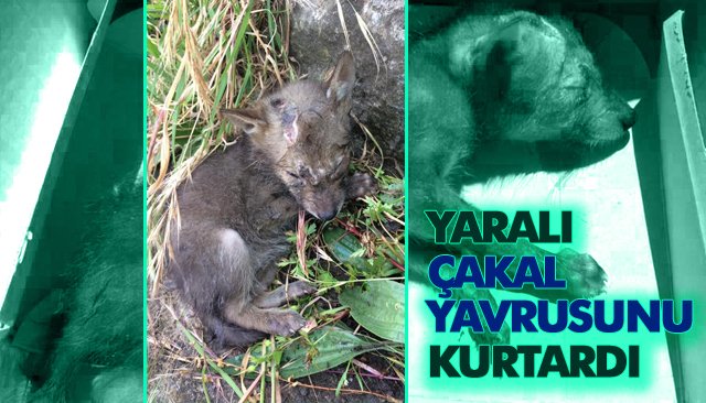 YARALI ÇAKAL YAVRUSUNU KURTARDI