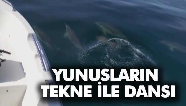 YUNUSLARIN TEKNE İLE DANSI 