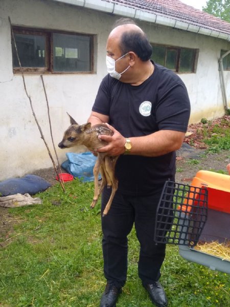 10 günlük yavru karaca...Avcılar annesini vurdu... Sokak köpeği kurtardı... - 1