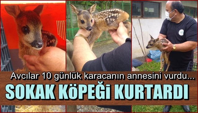 10 günlük yavru karaca...Avcılar annesini vurdu... Sokak köpeği kurtardı...