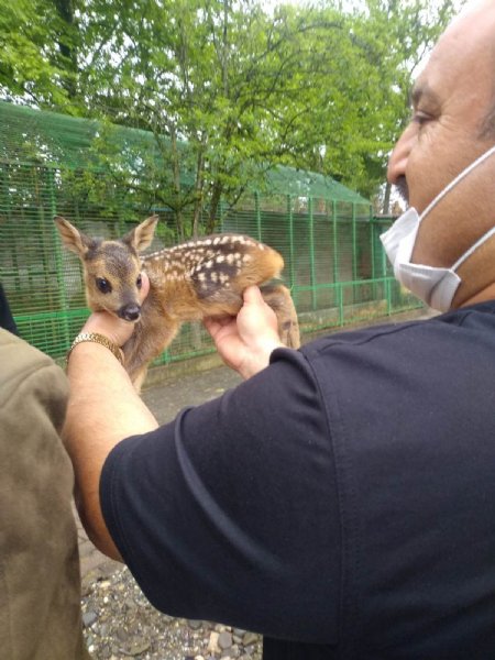 10 günlük yavru karaca...Avcılar annesini vurdu... Sokak köpeği kurtardı... - 2