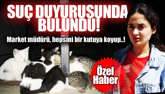 “ANNE KEDİ VE YAVRULARI ÖLÜME TERKEDİLDİ” İDDİASI!