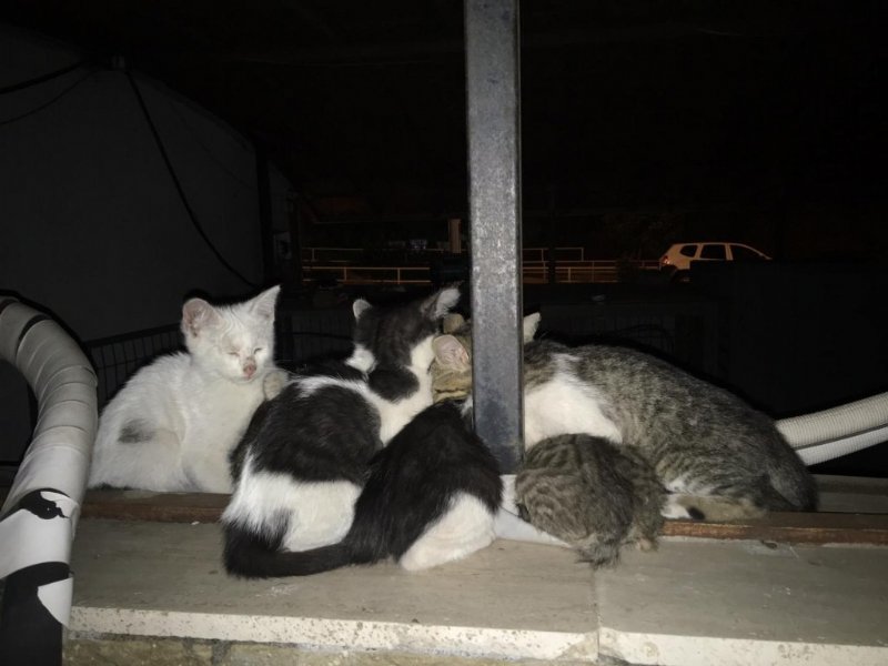 “ANNE KEDİ VE YAVRULARI ÖLÜME TERKEDİLDİ” İDDİASI! - 6
