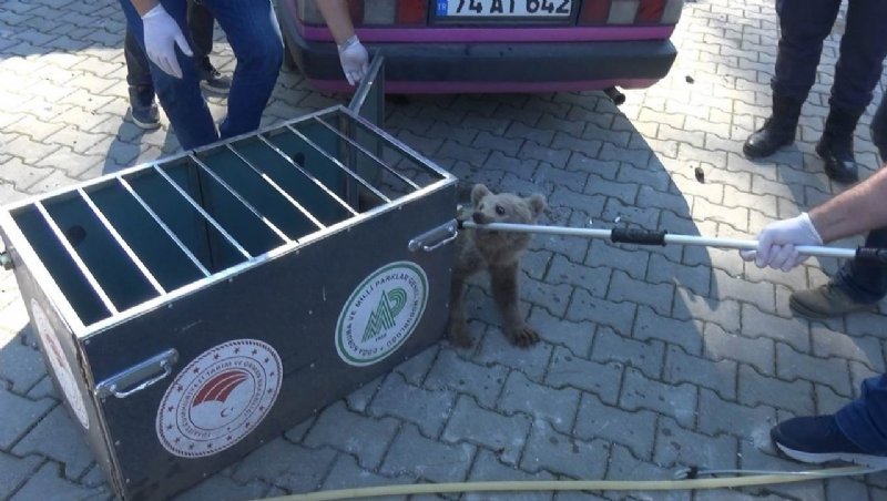 KÖPEKLERİN SALDIRDIĞI AYIYI KURTARDI! - 5