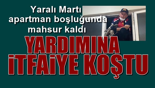 Yaralı Martı, apartman boşluğuna düştü… YARDIMINA İTFAİYE KOŞTU