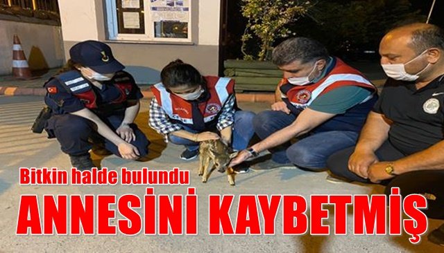 Yavru karaca tekrar doğaya salınacak