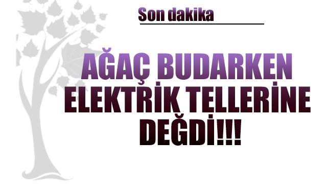 AĞAÇ BUDARKEN ELEKTRİK TELLERİNE DEĞDİ!!!