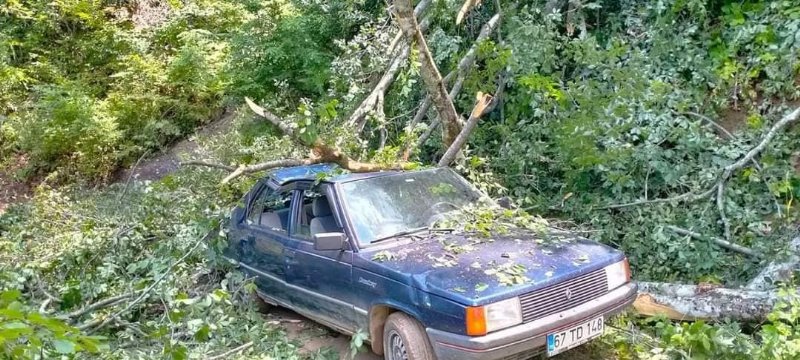 Aracın üstüne ağaç devrildi... - 1