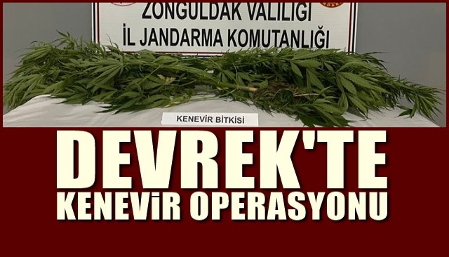 DEVREK’TE KENEVİR OPERASYONU