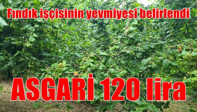 Fındık işçisinin yevmiyesi belirlendi