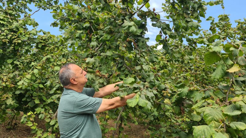 FINDIK ÜRETİCİSİ TABAN FİYATININ ERKEN AÇIKLANMASINI İSTİYOR - 1