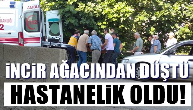 İncir ağacından düştü…