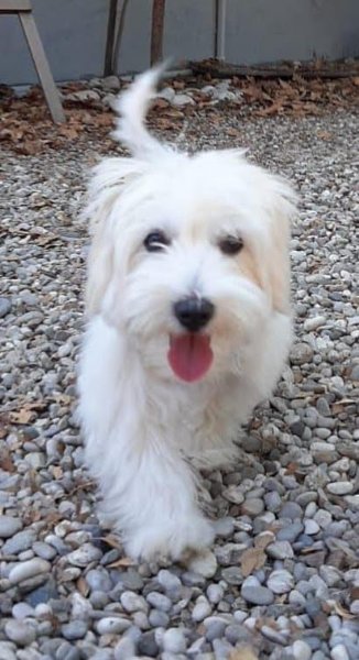Köpeğin yuttuğu çorap endoskopiyle çıkartıldı - 3