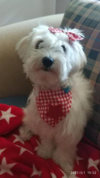 Köpeğin yuttuğu çorap endoskopiyle çıkartıldı - 4