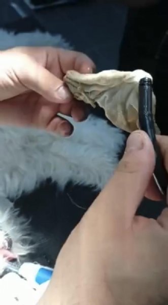 Köpeğin yuttuğu çorap endoskopiyle çıkartıldı - 1