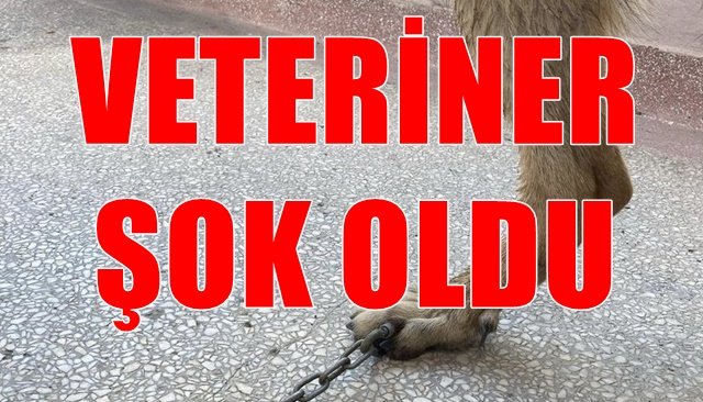 VETERİNER GÖRDÜĞÜ MANZARA KARŞISINDA ŞOK OLDU