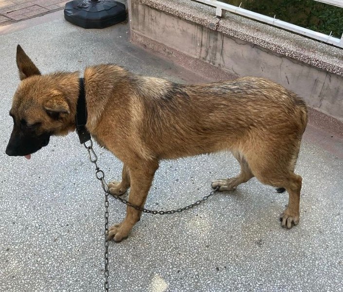 VETERİNER GÖRDÜĞÜ MANZARA KARŞISINDA ŞOK OLDU - 2