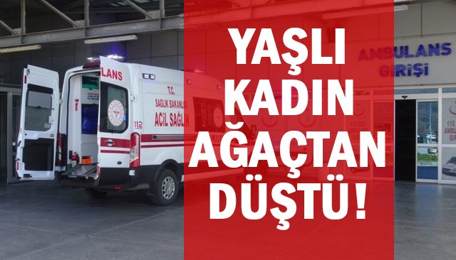 YAŞLI KADIN AĞAÇTAN DÜŞTÜ!