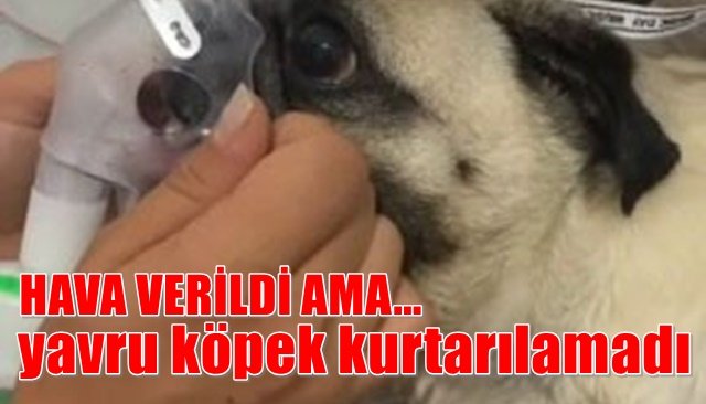 Yavru köpek kurtarılamadı