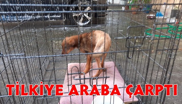 Araba çarpması sonucu vücudunda kırıklar olan tilki tedavi altında