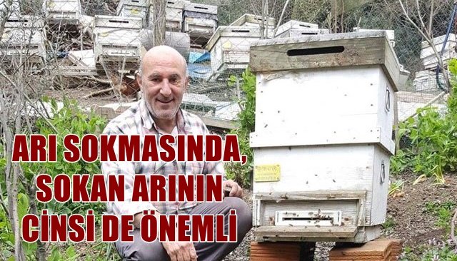 ARI SOKMASINDA, SOKAN ARININ CİNSİ DE ÖNEMLİ