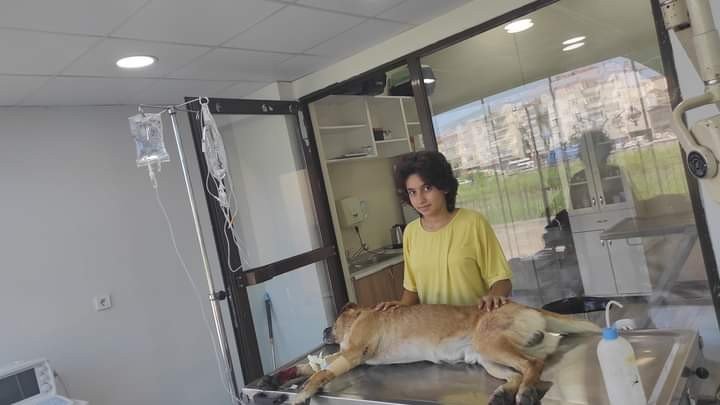 AYAĞINI CAM KESEN ATİK İSİMLİ KÖPEK KURTARILAMADI - 1