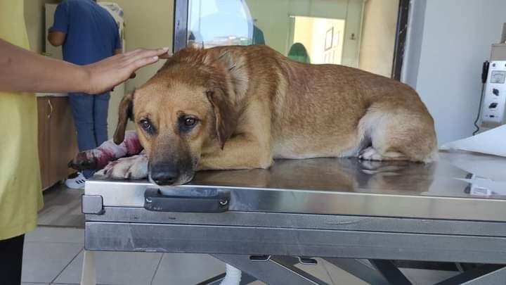 AYAĞINI CAM KESEN ATİK İSİMLİ KÖPEK KURTARILAMADI - 2