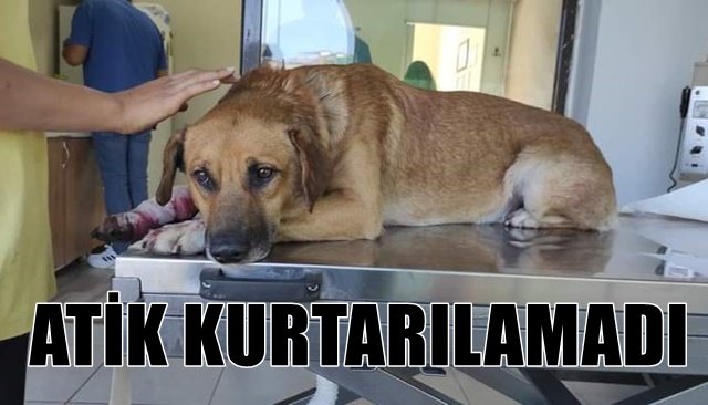 AYAĞINI CAM KESEN ATİK İSİMLİ KÖPEK KURTARILAMADI