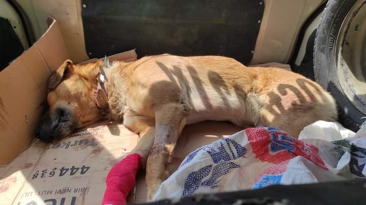 AYAĞINI CAM KESEN ATİK İSİMLİ KÖPEK KURTARILAMADI - 4