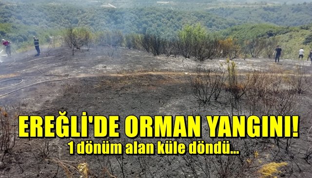 Ereğli’de orman yangını…  1 DÖNÜM ALAN YANDI!