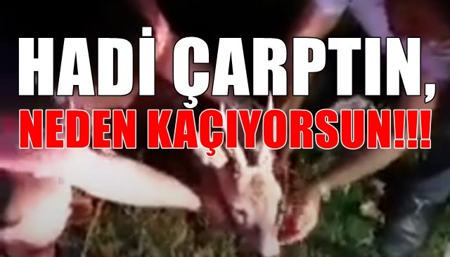 HADİ ÇARPTIN, NEDEN KAÇIYORSUN!!!
