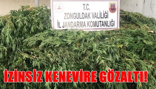 İZİNSİZ KENEVİRE GÖZALTI!