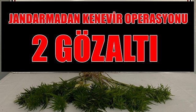 JANDARMADAN KENEVİR OPERASYONU: 2 GÖZALTI