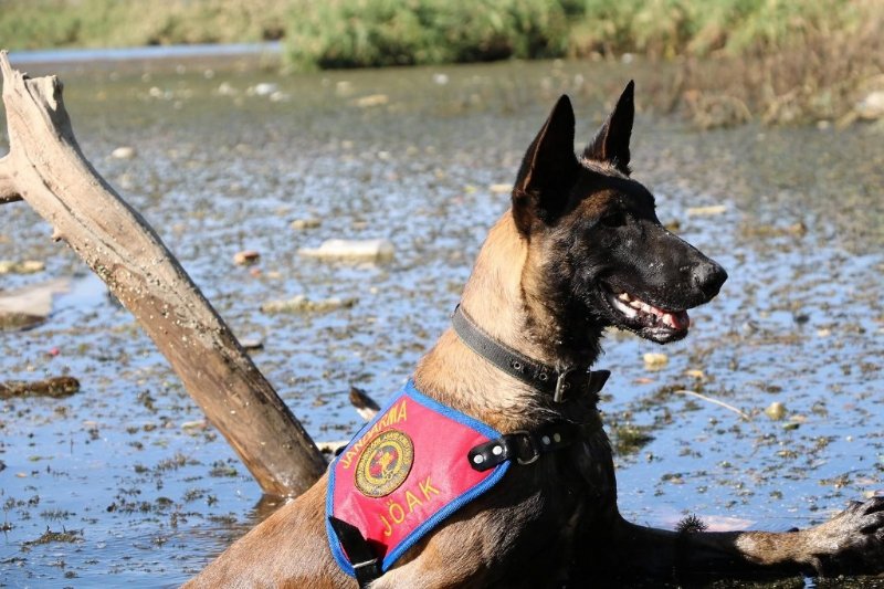 KÖPEKLER, 8 KİŞİNİN CANSIZ BEDENİNE ULAŞTI  - 1