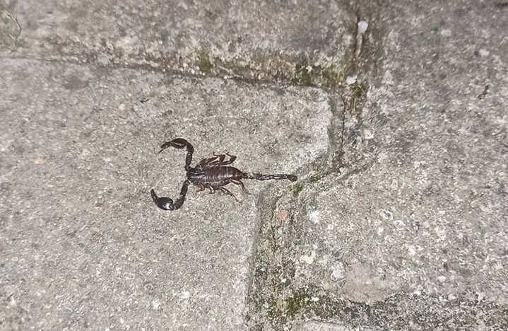 Mahalleyi zehirli akrep korkusu sardı - 1