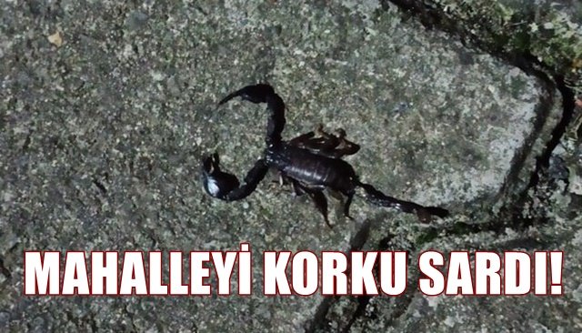   Mahalleyi zehirli akrep korkusu sardı