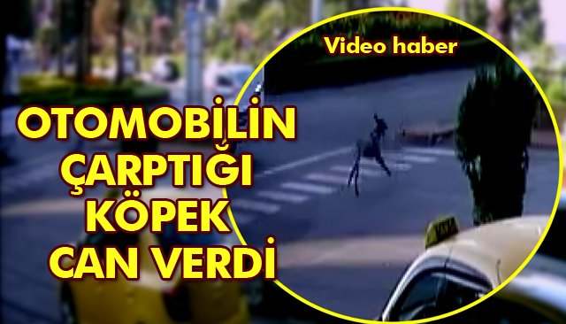 OTOMOBİLİN ÇARPTIĞI KÖPEK CAN VERDİ