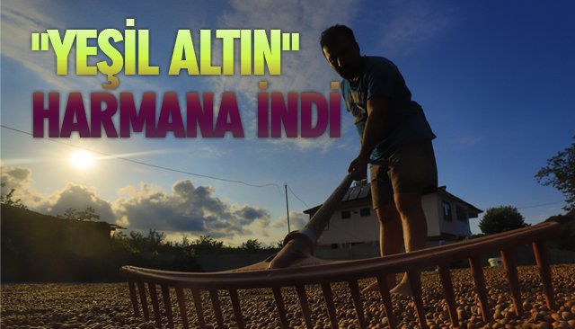 ´´YEŞİL ALTIN´´ HARMANA İNDİ