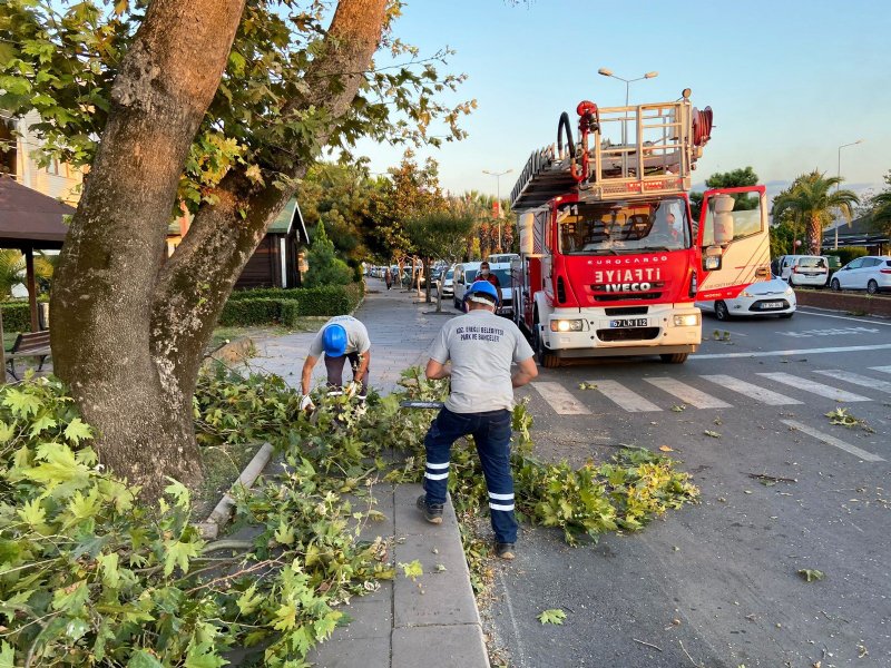 AĞAÇLAR DEVRİLDİ; BELEDİYE TEYAKKUZDA!  - 7