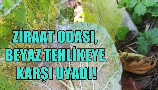 Amerikan Beyaz Kelebeği ile mücadele uyarısı
