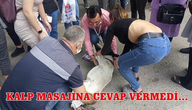 Dolmuşun çarptığı köpek hayatını kaybetti…Vatandaş sürücüye tepki gösterdi